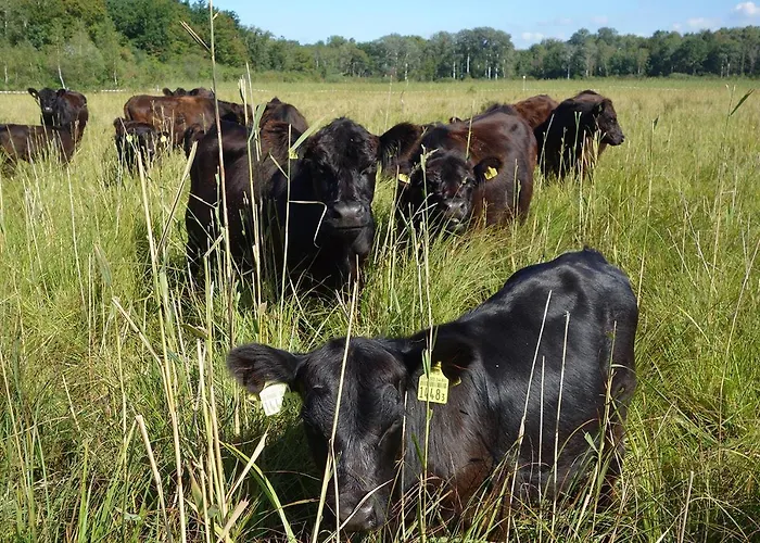 Pracondu 1 403 - Outdoor & Fun Charming Apartamento Nendaz