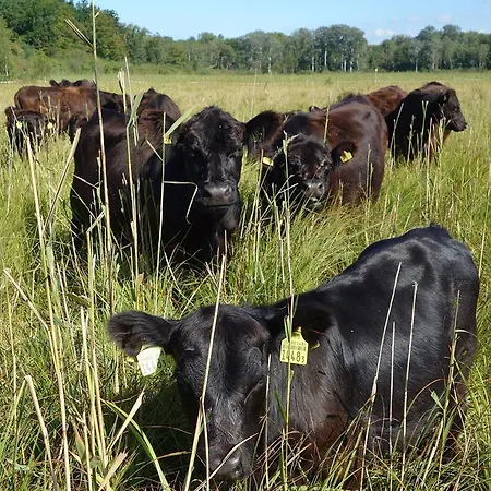 Pracondu 1 403 - Outdoor & Fun Charming Daire Nendaz